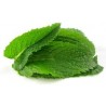 Spearmint 10ml